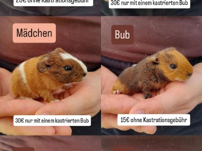 Meerschweinchenbabys zu verkaufen