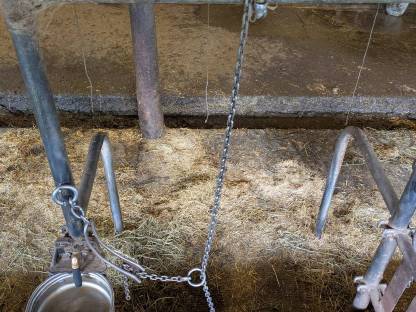 Bild 8:Aufstallung für Kälber und Kühe