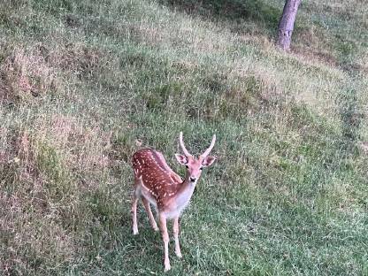 Damwild