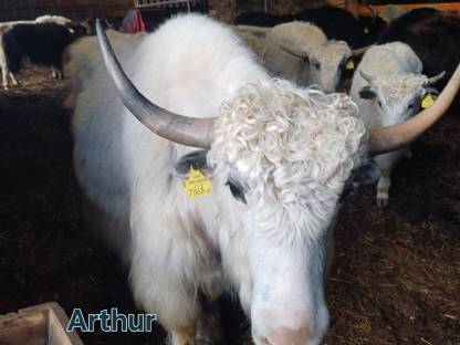 Yak Zuchtstier