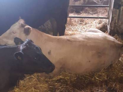 Charolais Kalbin trächtig vom Wagyustier