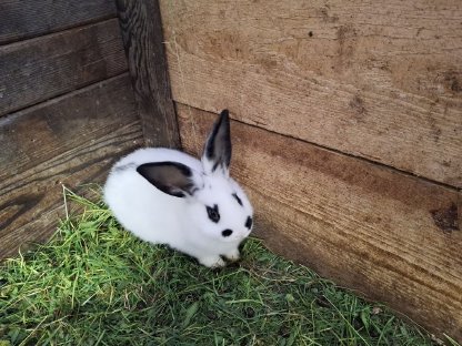 Bild 6:Kaninchen, Fleischhasen/Schlachthasen