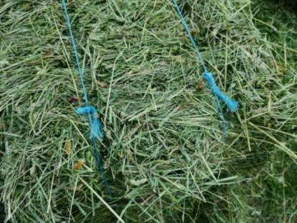 Bild 2:Kleinballen 2025