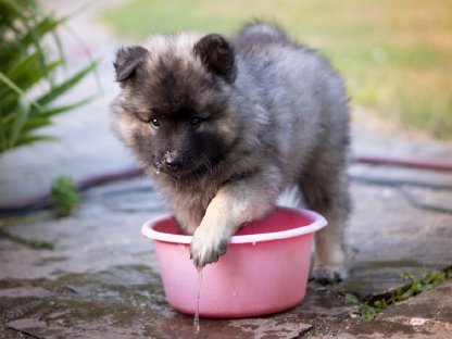 Bild 3:Wolfsspitz-Welpen, reinrassig, FCI Papiere, Abgabe Ende Juli
