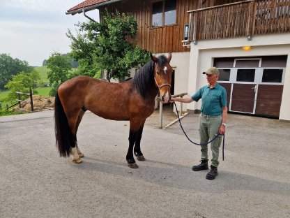 Bild 4:Noriker Wallach Hektor Vulkan