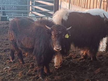 Yak-Kälber