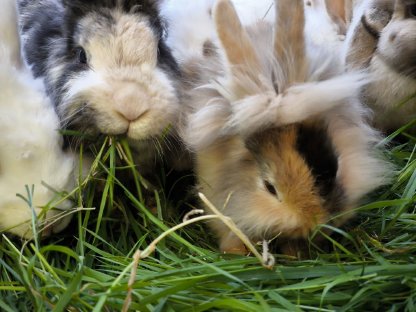 Kaninchen Babys und Erwachsene