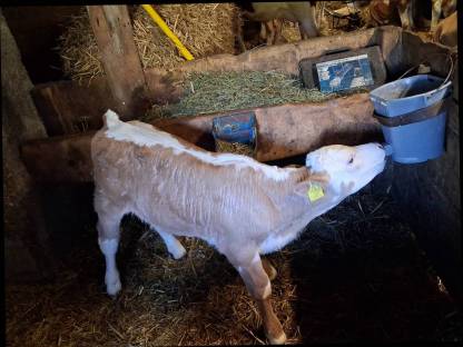Stier kalb