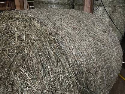 Rundballen Heu 1. Schnitt