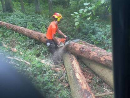 Bild 2:Suche Wochenendjob in der Forstwirtschaft