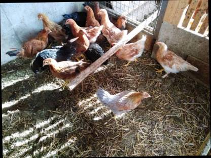 12 Wochen alte Hühner