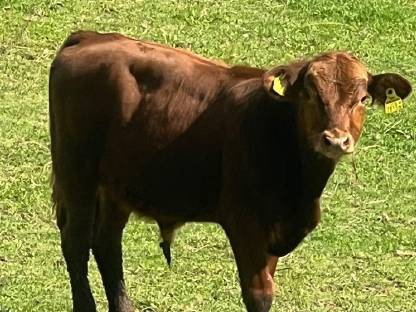 Verkaufe Angusrinder bio