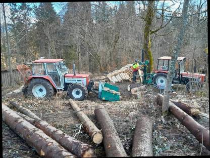 Bild 3:Brennholz, Hartholz