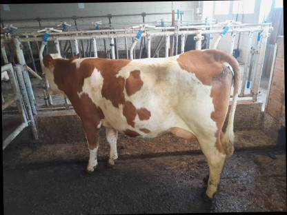 Bild 6:Bio FL-RF-Erstlingskühe aus Aufzuchtbetrieb