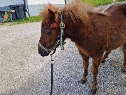Bild 3:Pony