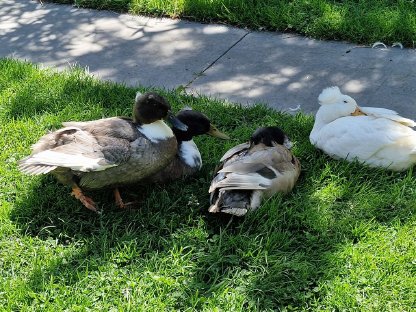 Laufenten Erpel und eine Ente