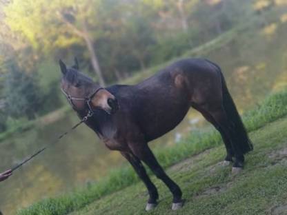 Warmblutstute