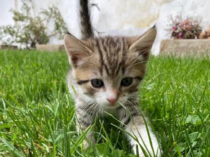 Katzenbabys