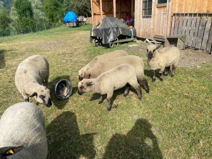 Shropshire Schafe abzugeben – Frühjahr 2025 geboren