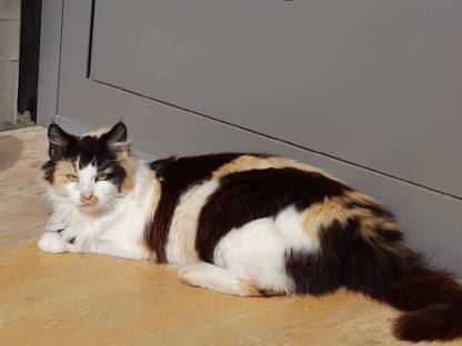 Bild 3:Babykatze (Kater)