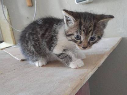 Babykatze (Kater)