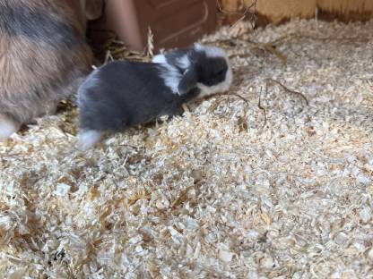 Bild 8:Minilop babys