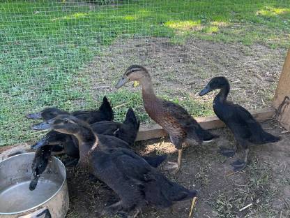 Bild 6:Junge Laufenten, Schneckenfresser, Enten