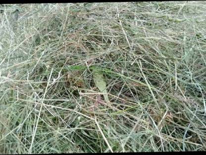 Bild 2:Heu in Rundballen Pferdeheu zu verkaufen