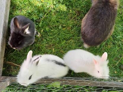 Hasen/Kaninchen