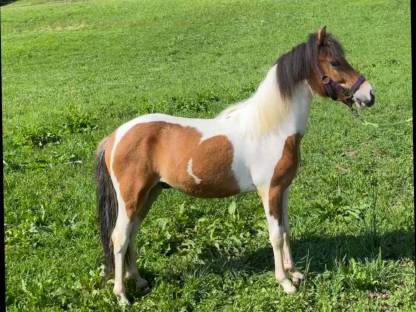 Pony