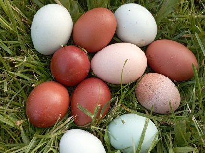Bio Legehennen Grünleger und Marans