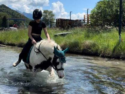 Bild 5:Tinker-Pony-Mix Stute