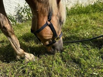 Haflinger Wallach, 8 Jahre