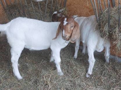 Ziegenbock