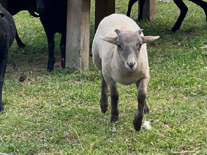 Bild 3:Quessant Böcke