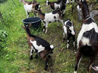 Bild 2:Tauernschecken zu verkaufen