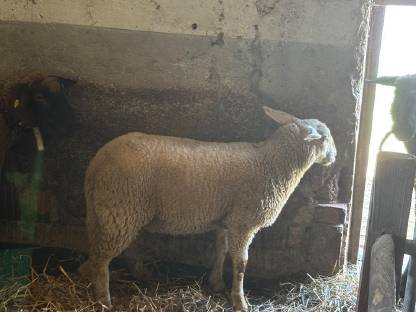 Bild 4:Lämmer zu verkaufen