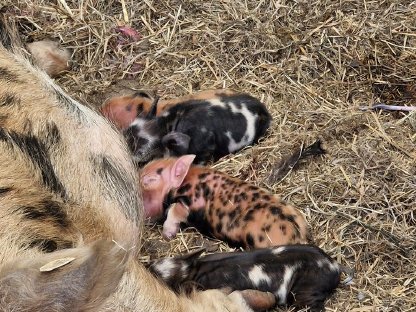 Bild 2:Kune Kune Schweine