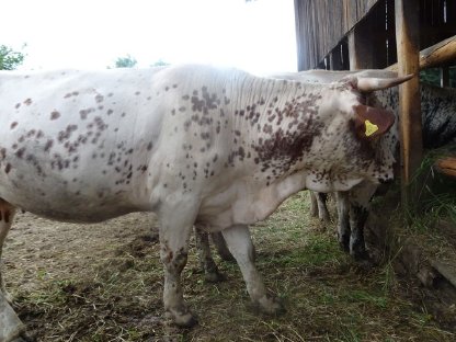 Pustertaler Sprinzen BIO - PSS Kuh mit Kalb