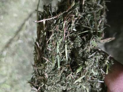 Bild 2:Klee heißluftgetrocknet