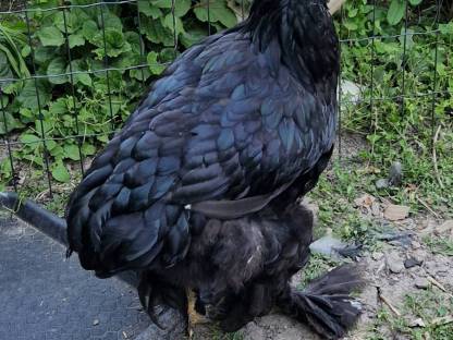 Brahma Hennen