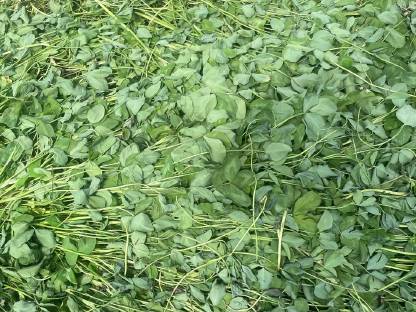 Bild 2:Rotklee oder Kleegras zum Selbermähen