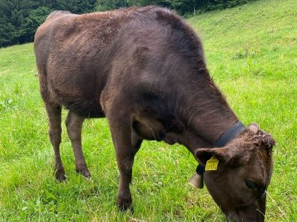 Bild 2:Wagyu Kalb/Jährling 100% Vollblut Herdebuch A/SNP-Typisierung