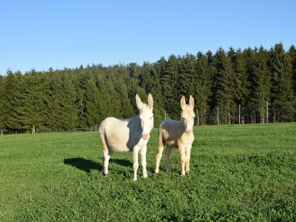 Bild 4:Barockesel Hengst, Zuchtstuten, Jungstuten, Junghengste