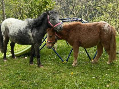 Bild 2:Deckanzeige - Mini Ponyhengst PAXTON