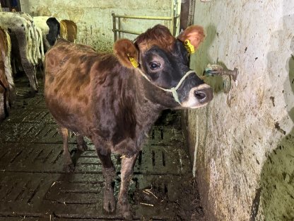 Jersey-Kalbin zu verkaufen