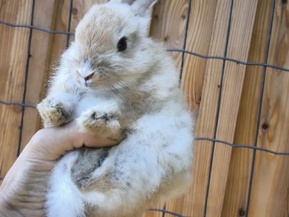 Kaninchen Babys und Erwachsene