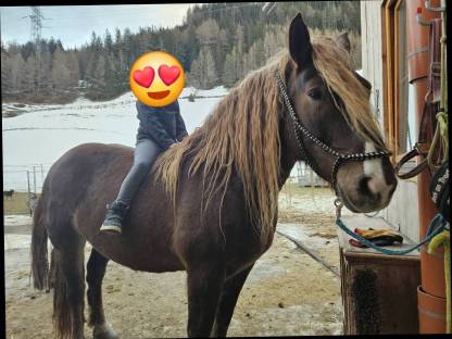 Dunkelfuchs Stute