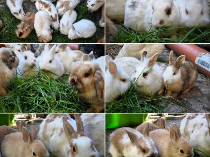 Kaninchen Babys und Erwachsene