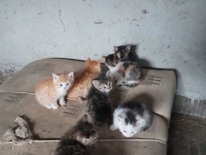 Bild 2:Europäische Kurzhaarkatzen aus registrierter Zucht